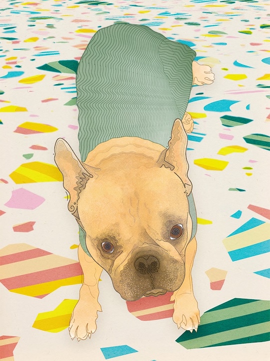 Illustration of a french bulldog